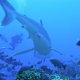 34- Requin Tapete sur le recif d'Avatoru 